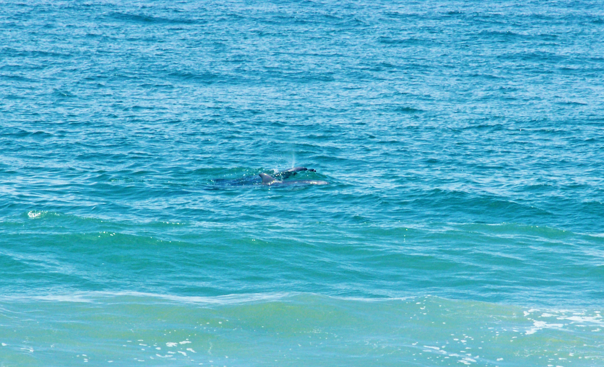 Sea-Life-Dolphins-Gallery011