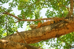 Iguana01