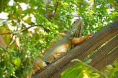 Iguana02