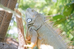 Iguana05