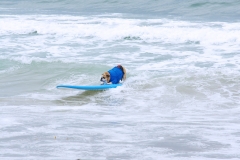 BullDogSurfing01