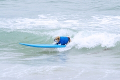 BullDogSurfing02