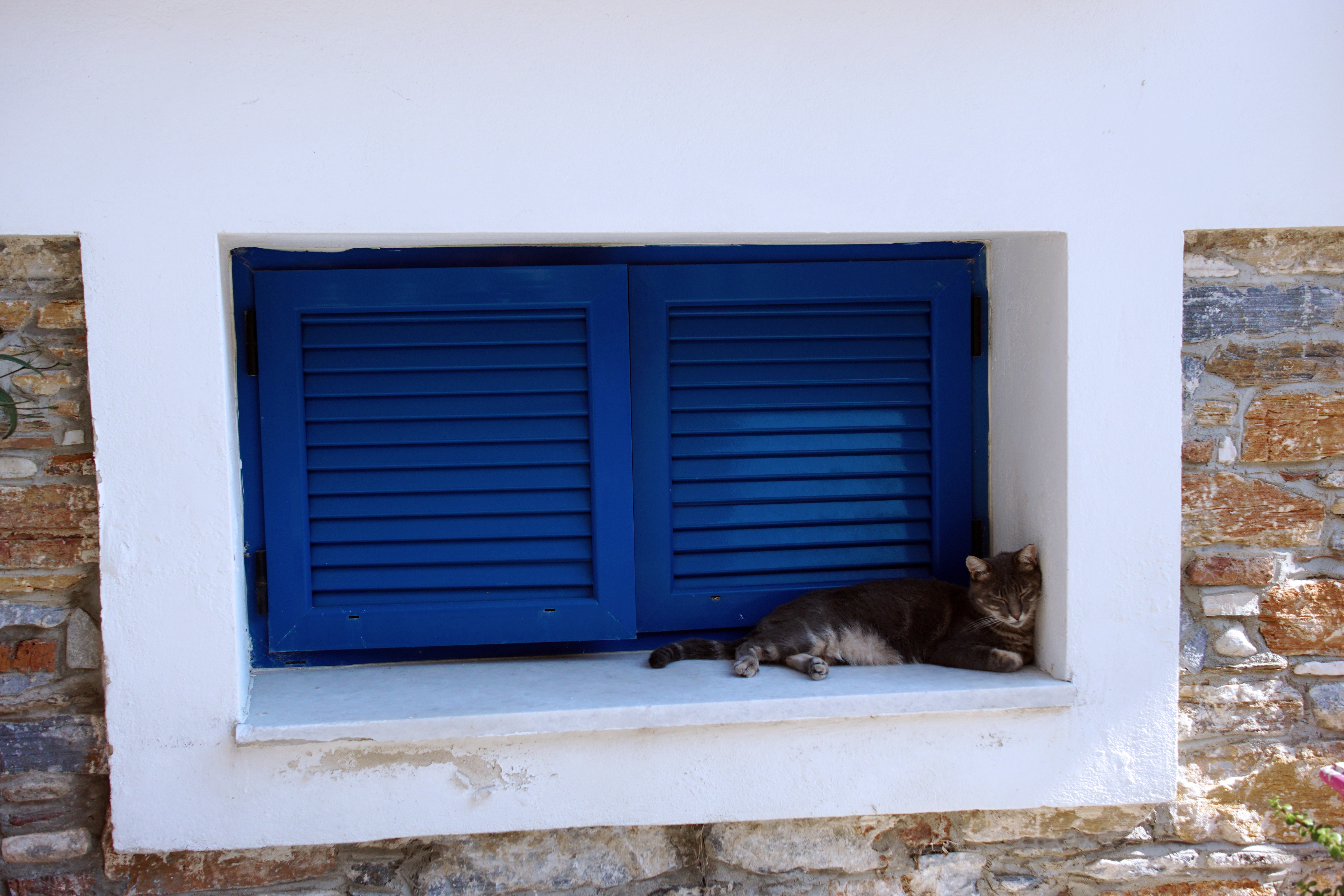 Samos-Greek-Cats10