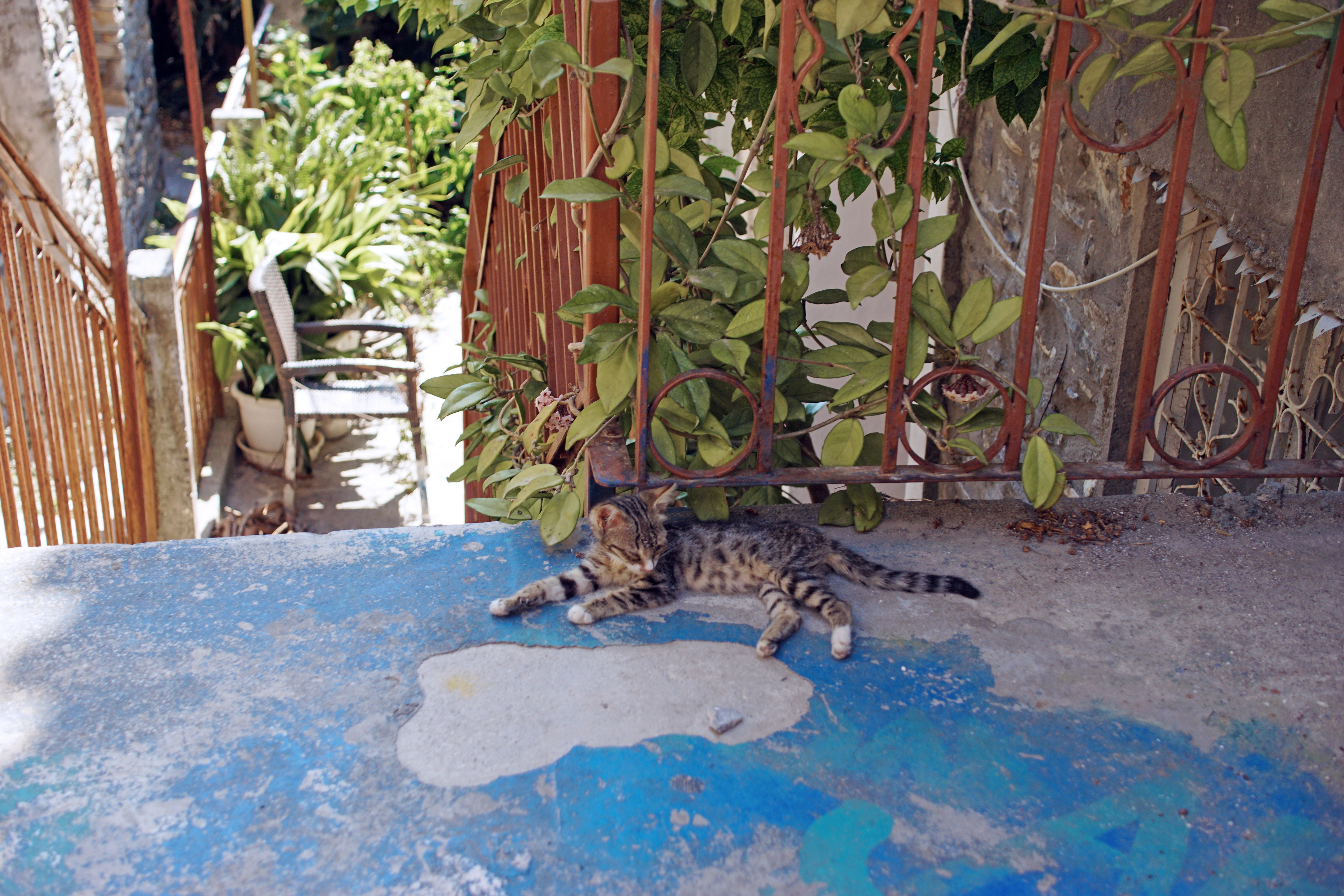 Samos-Greek-Cats11