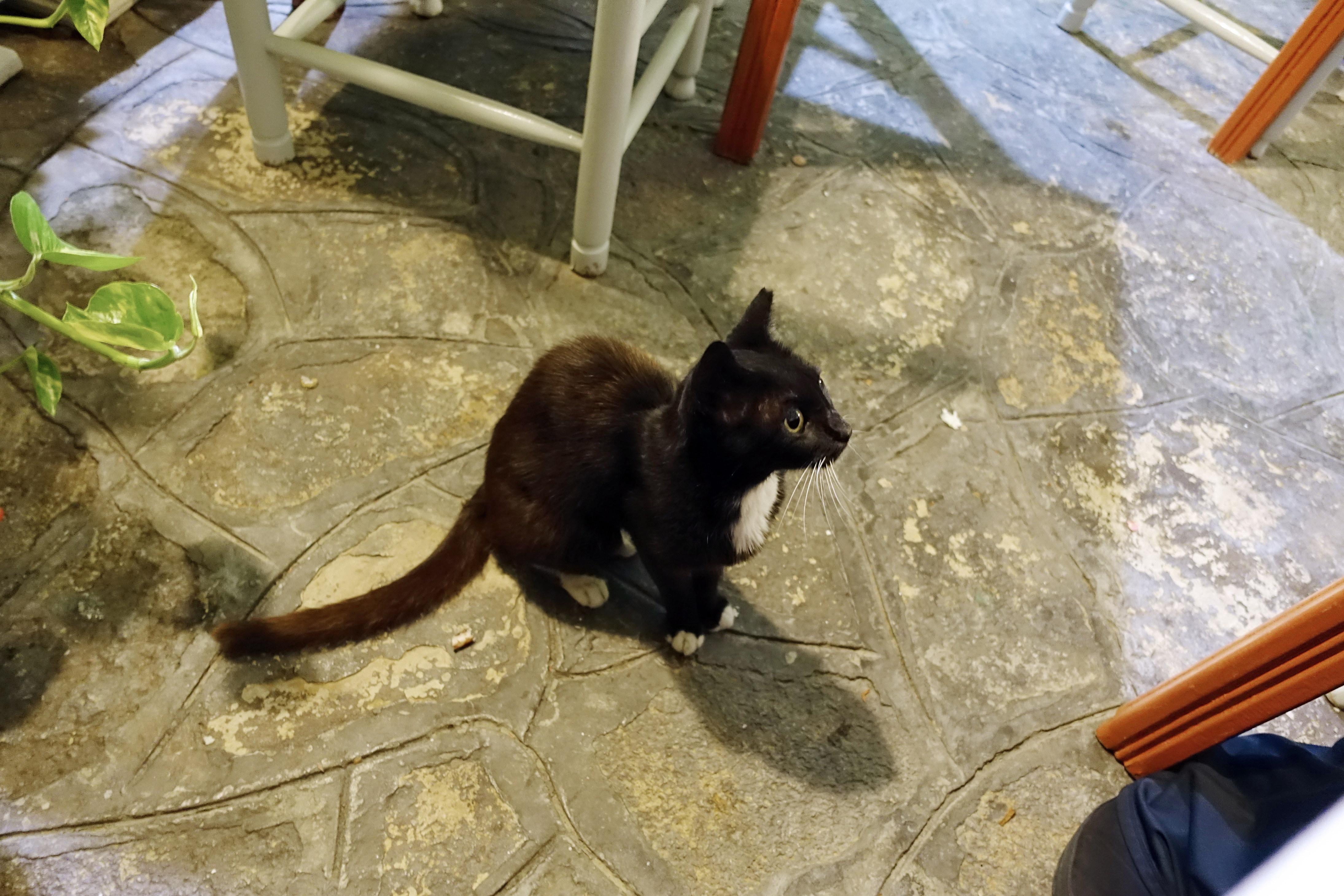 Samos-Greek-Cats16