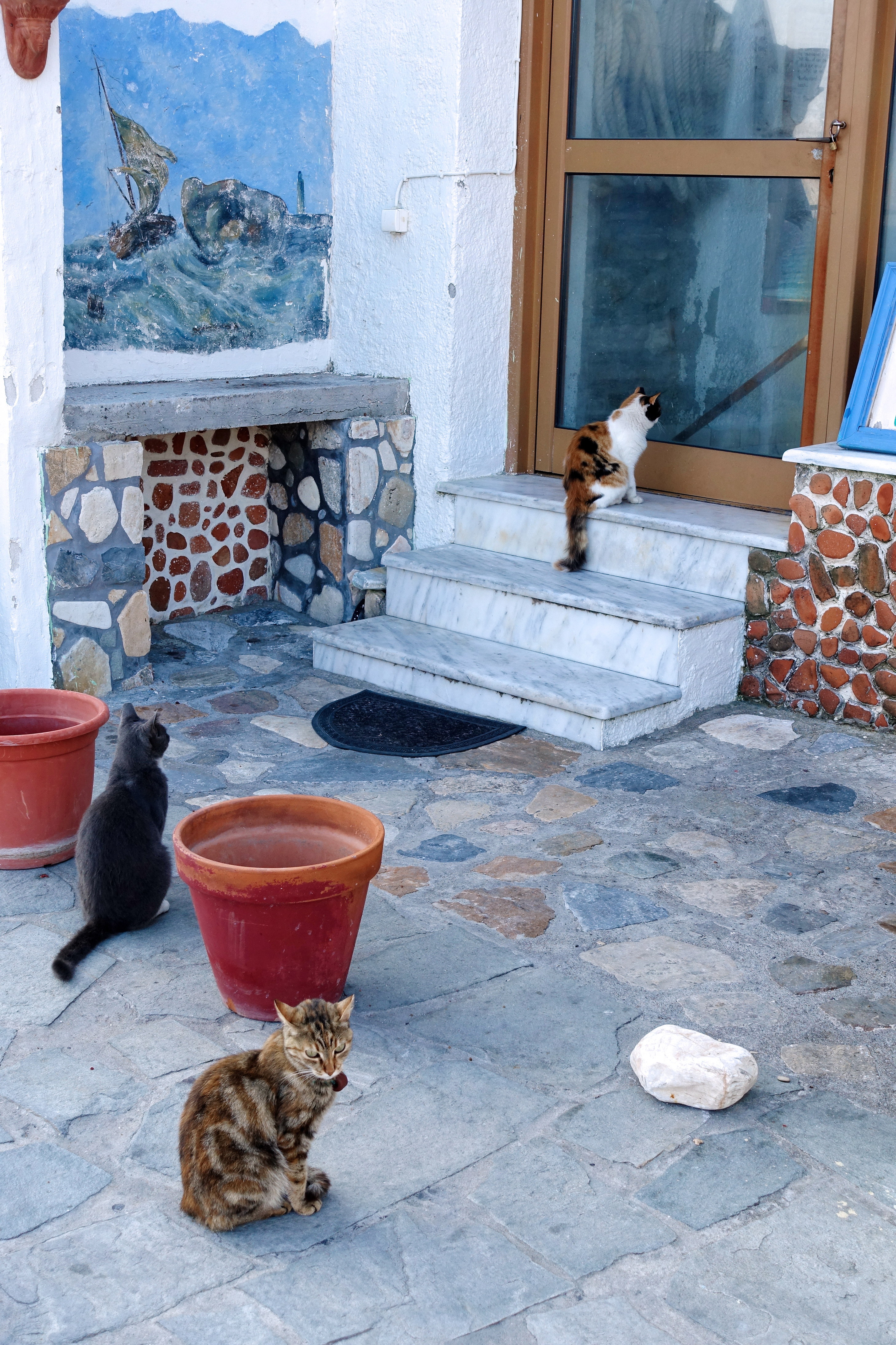 Samos-Greek-Cats17