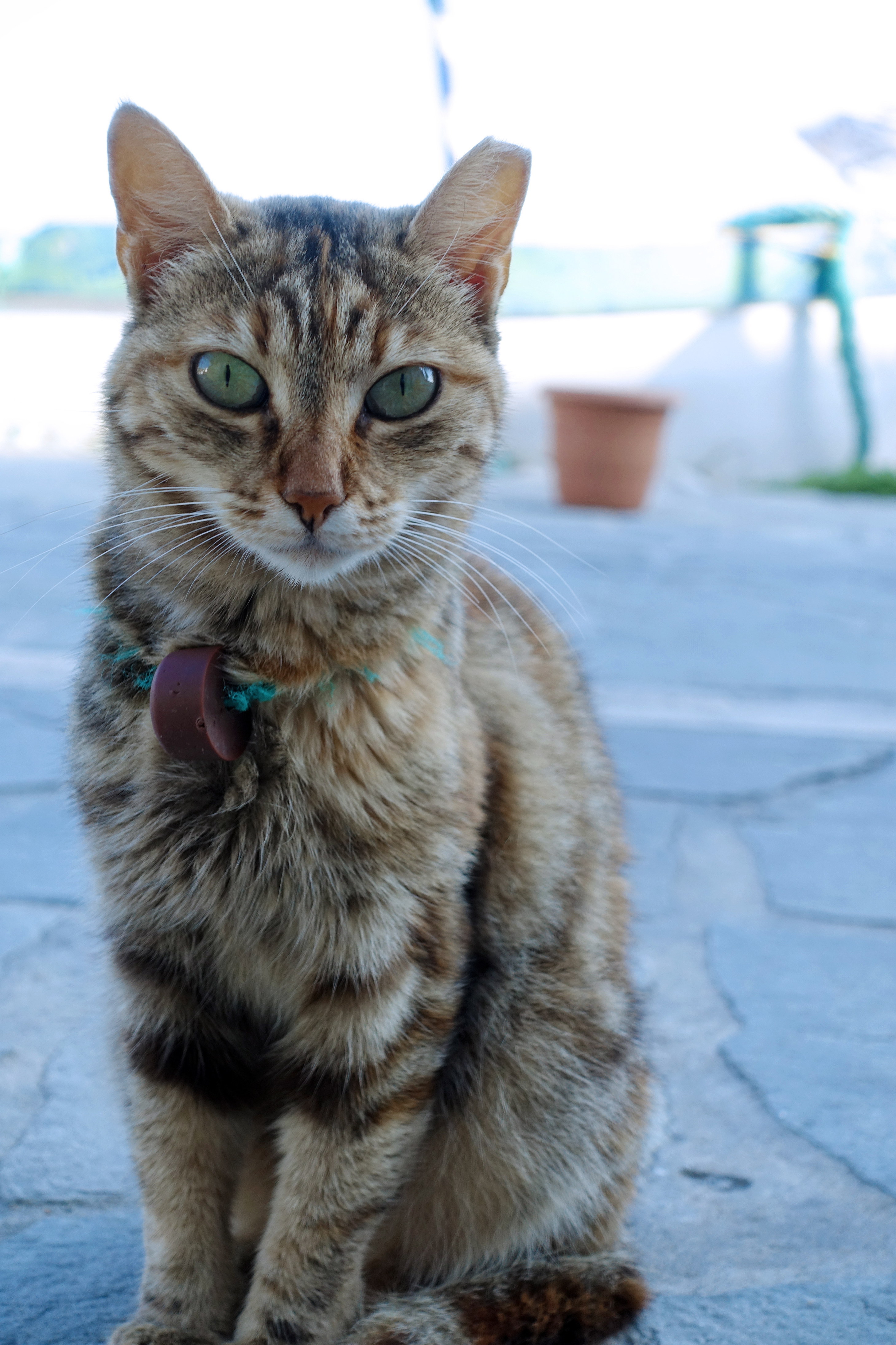 Samos-Greek-Cats19