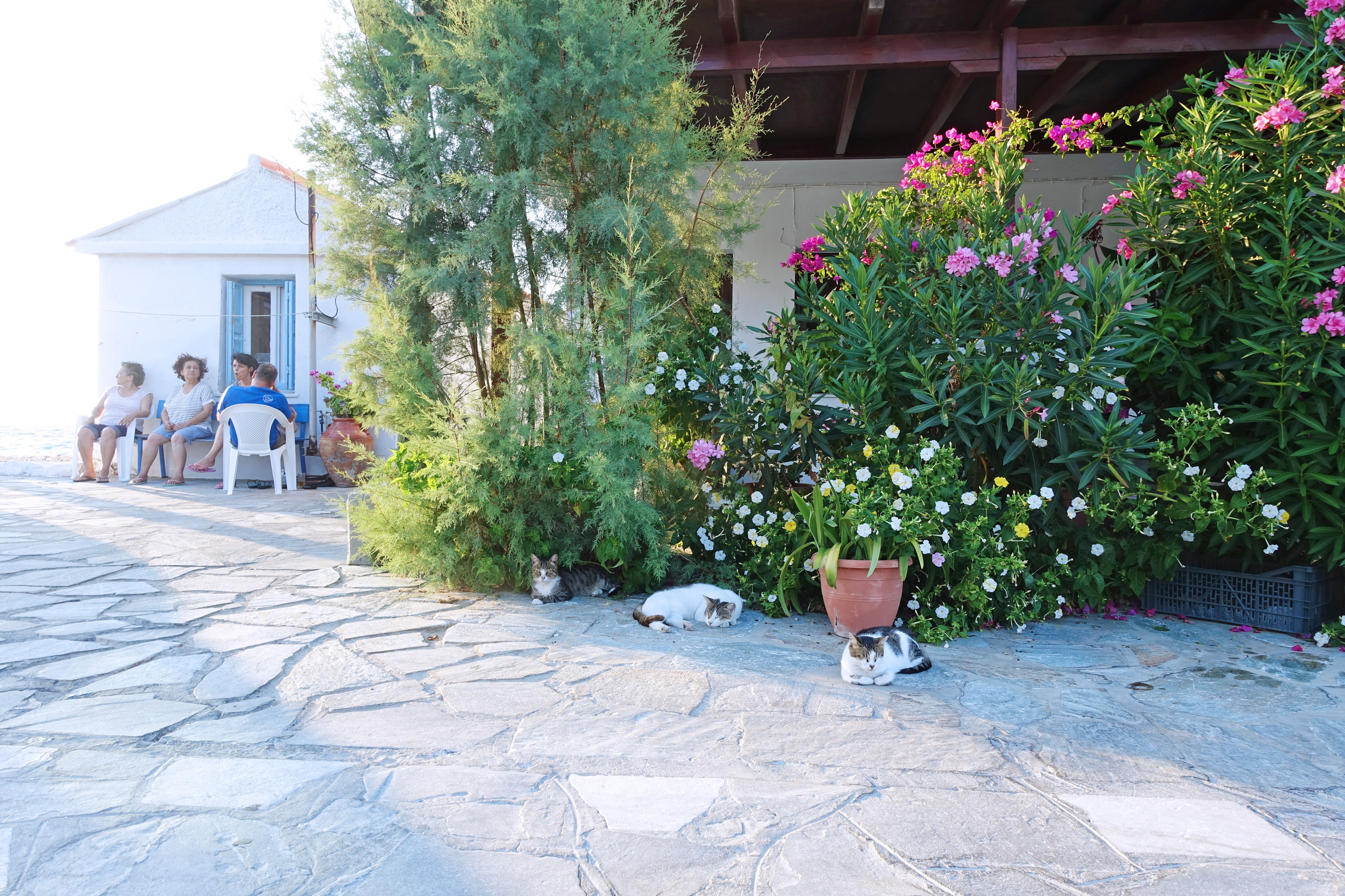 Samos-Greek-Cats20