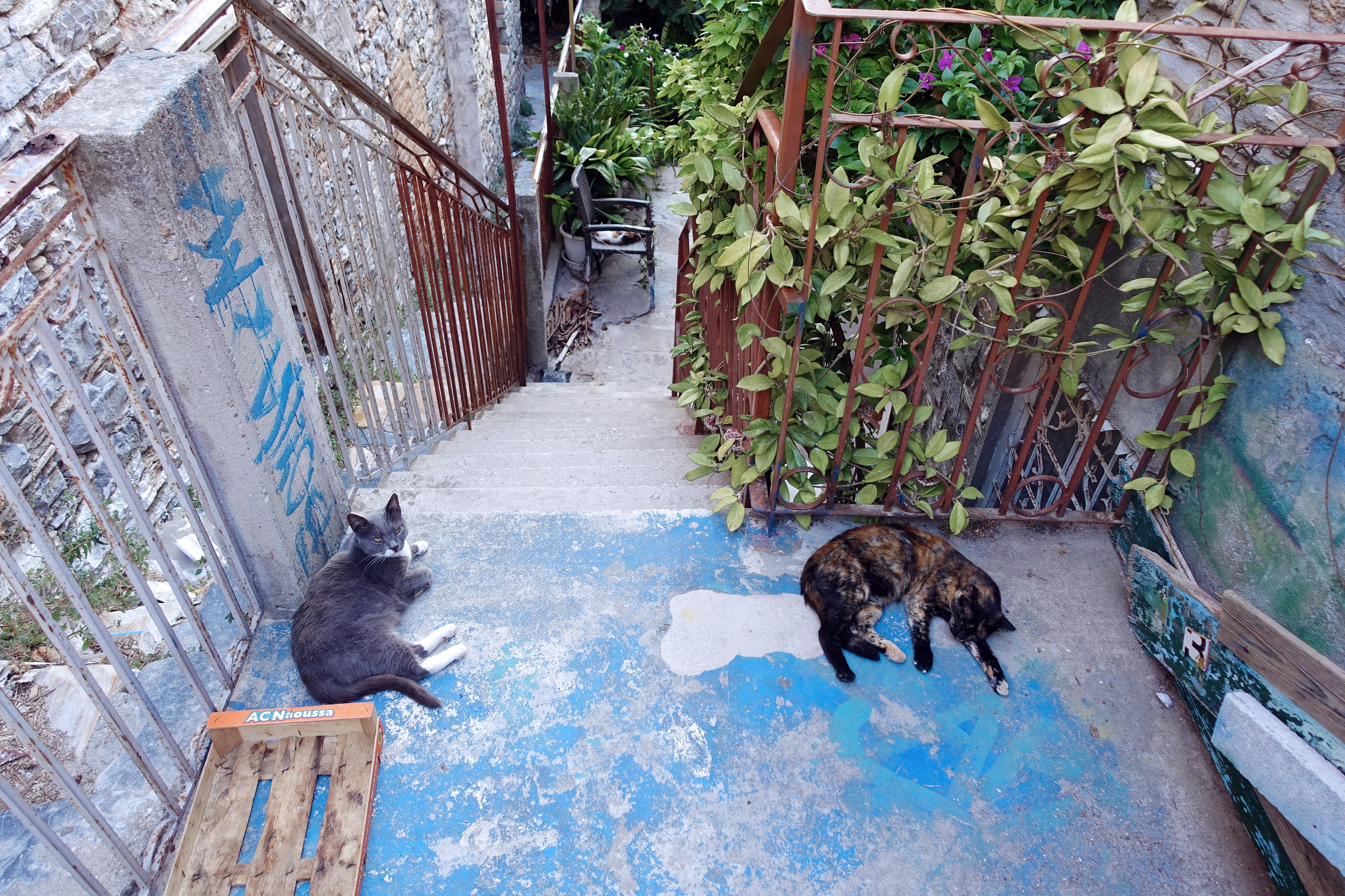 Samos-Greek-Cats26