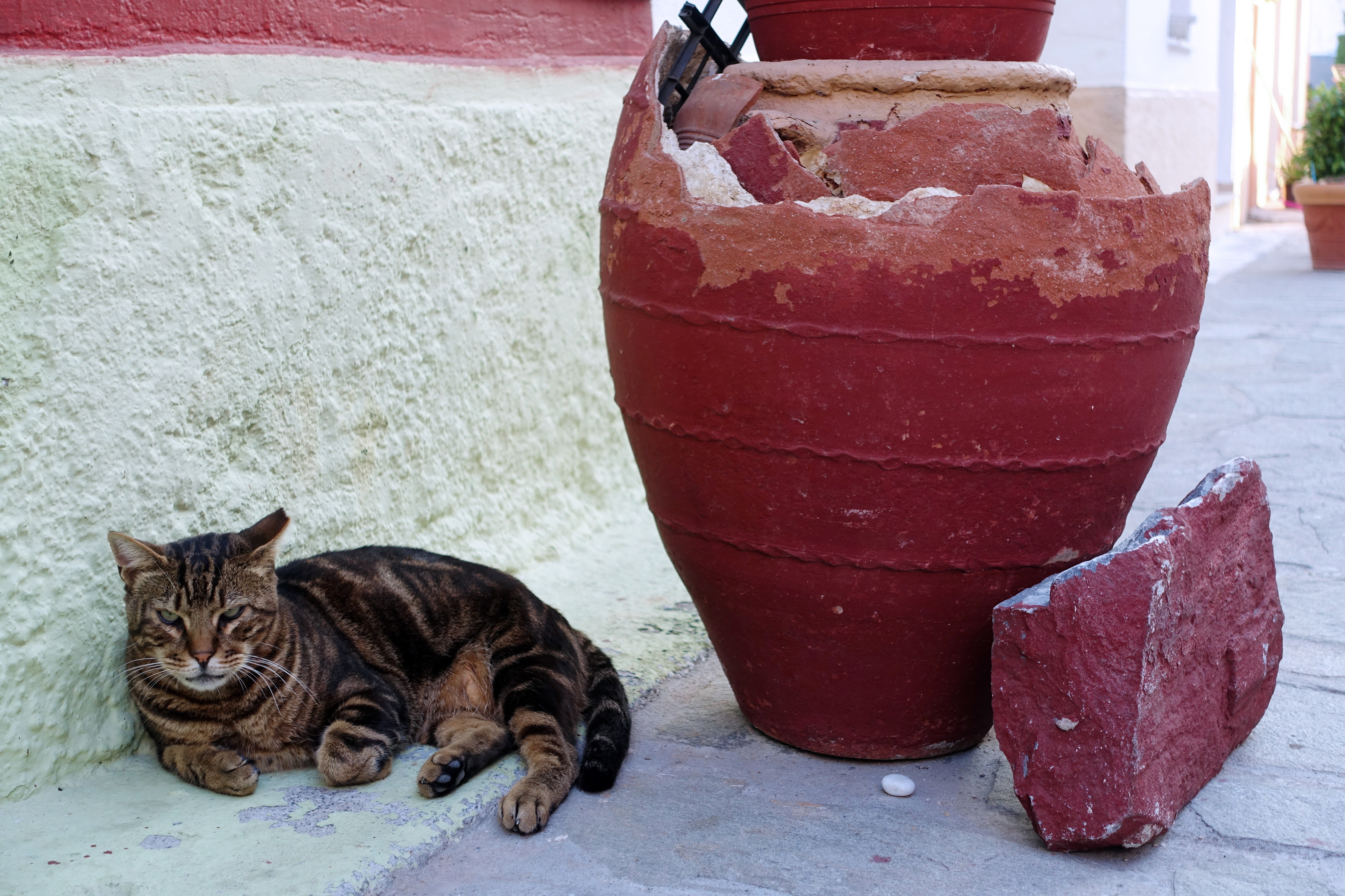 Samos-Greek-Cats28