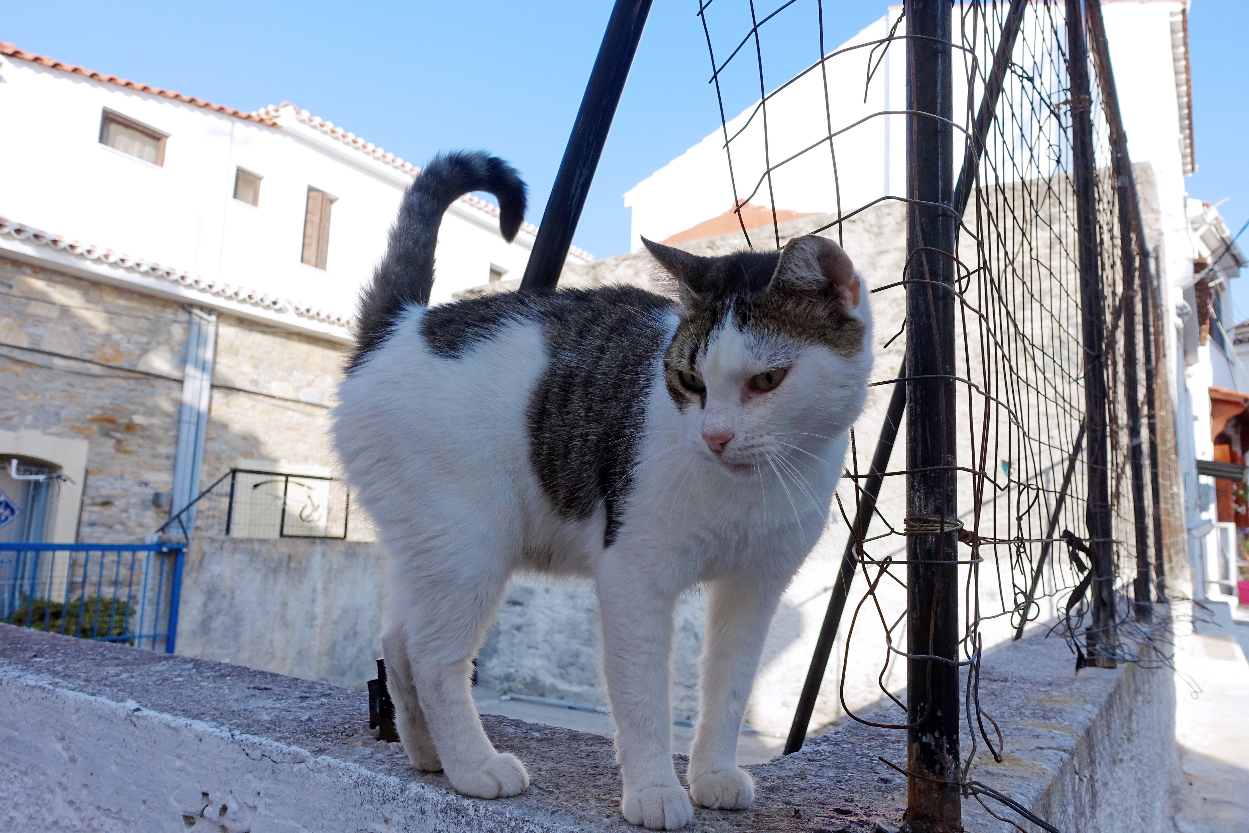 Samos-Greek-Cats33
