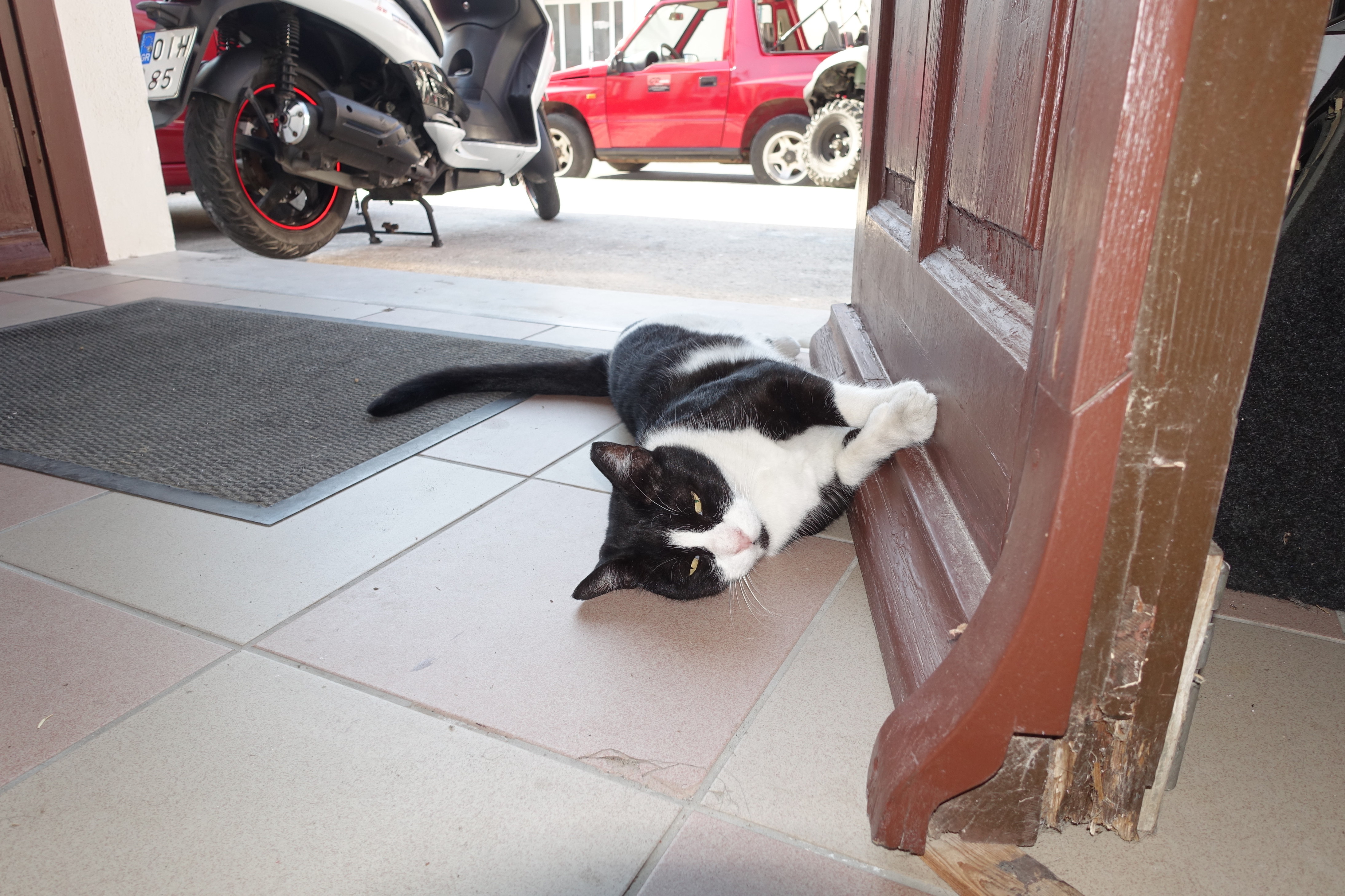 Samos-Greek-Cats36