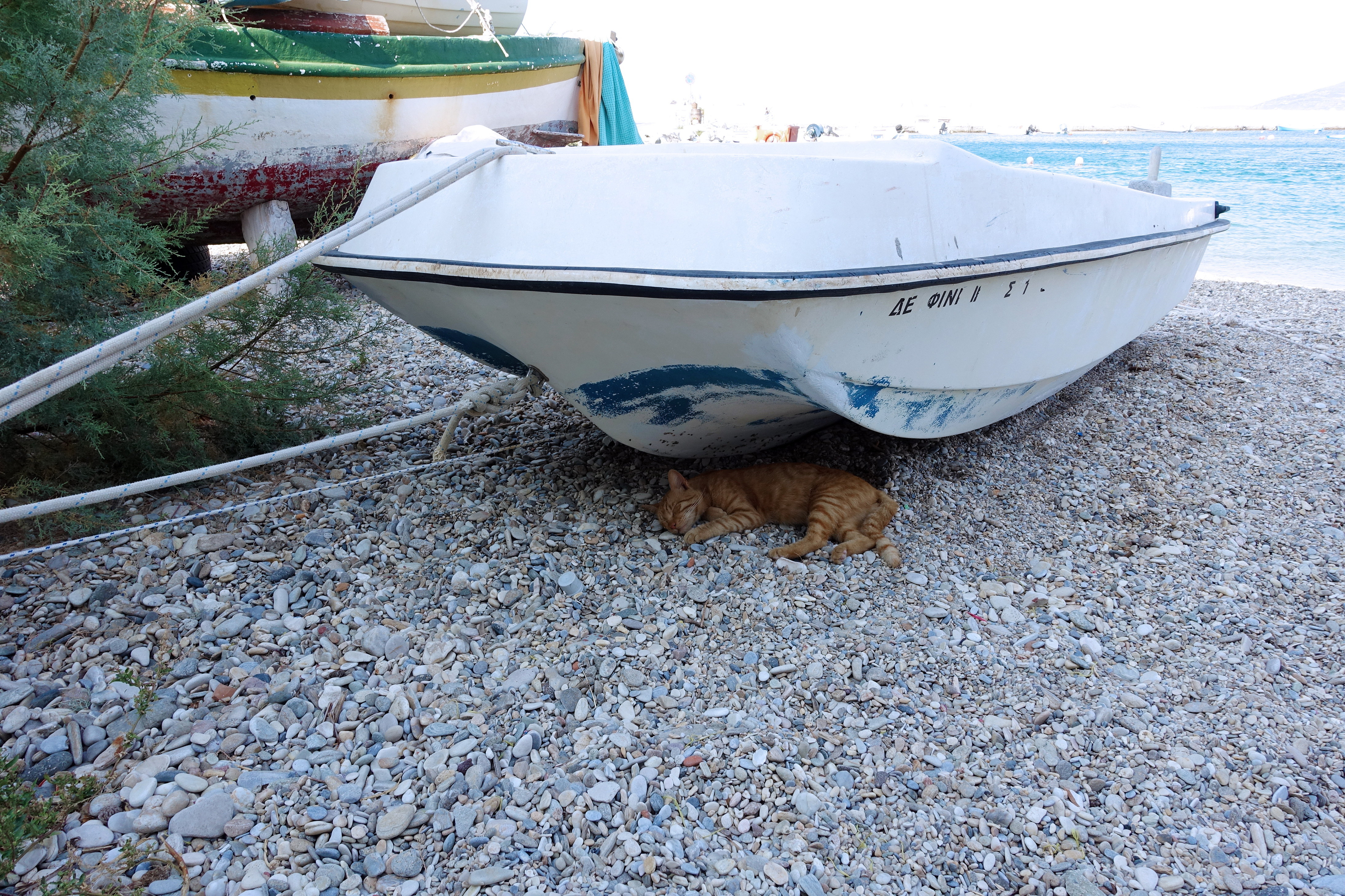 Samos-Greek-Cats37
