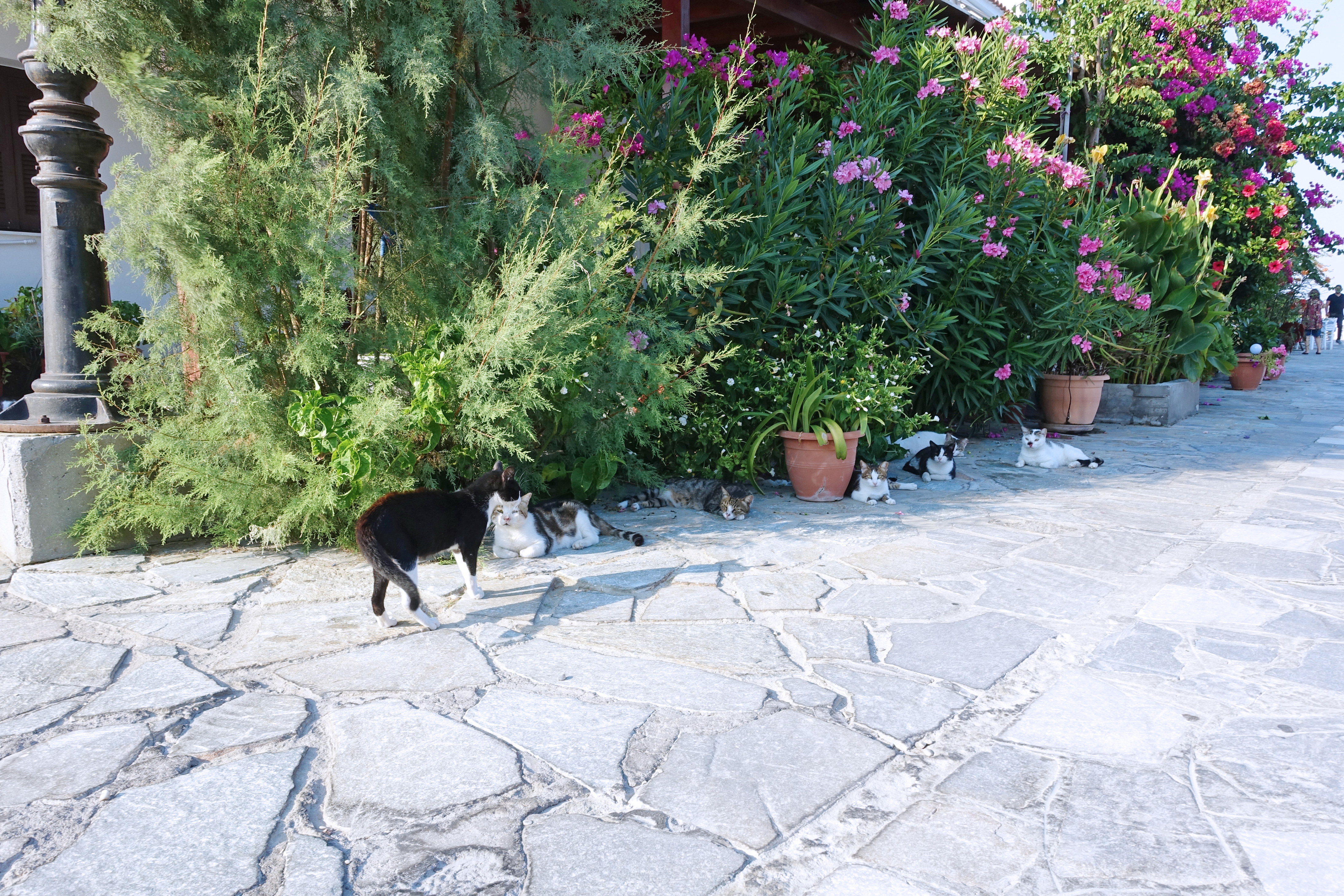 Samos-Greek-Cats38