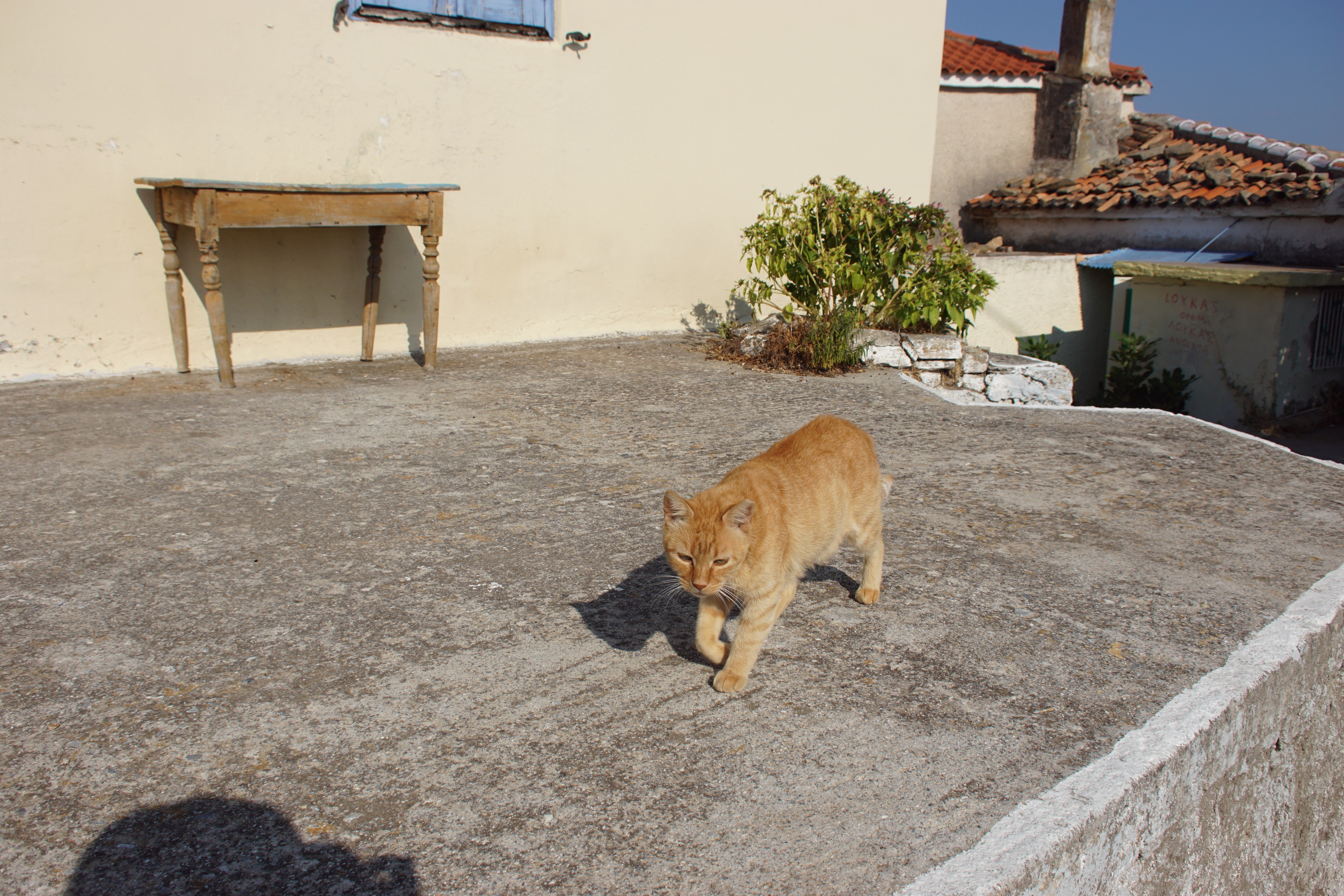 Samos-Greek-Cats41