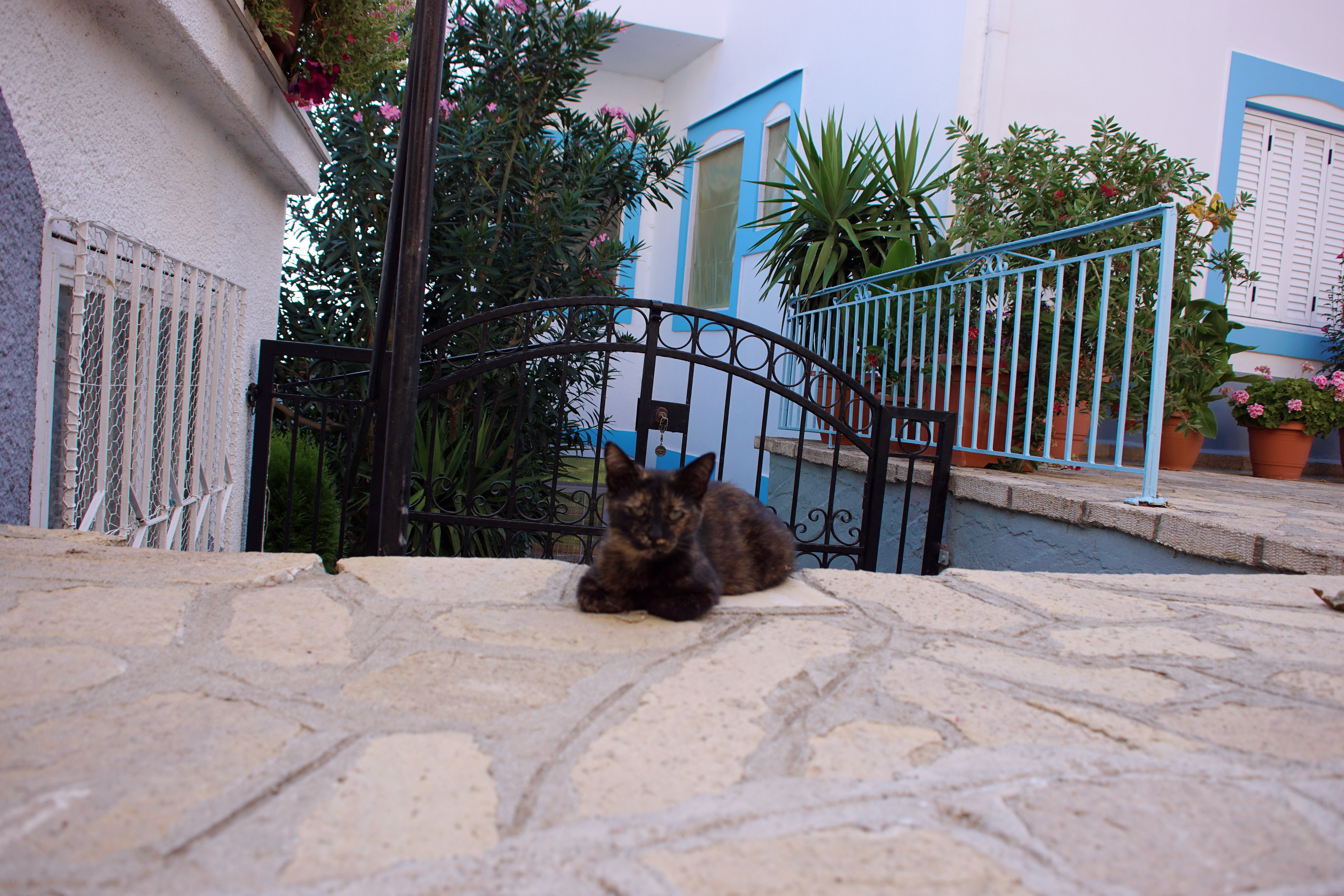 Samos-Greek-Cats42