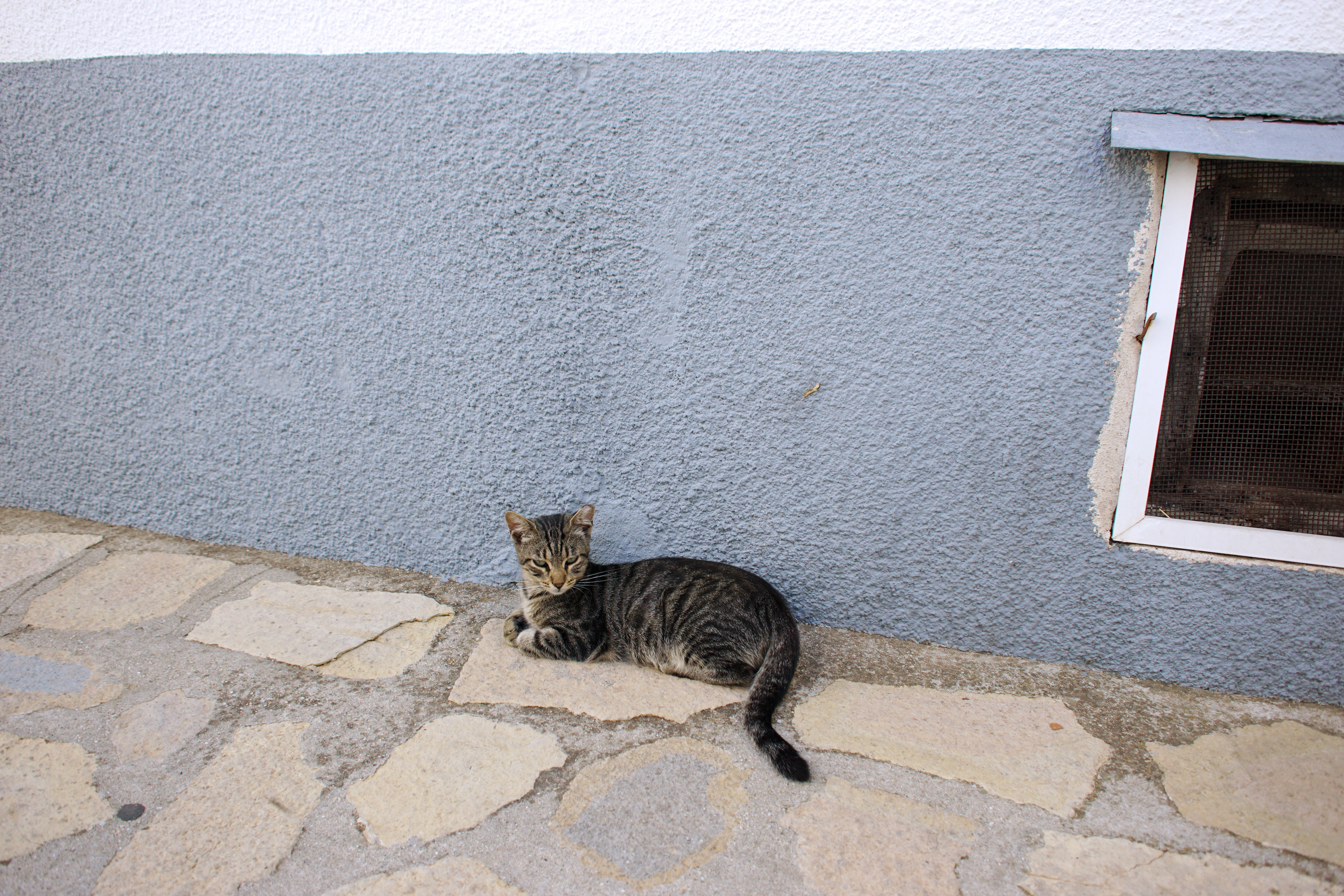 Samos-Greek-Cats44