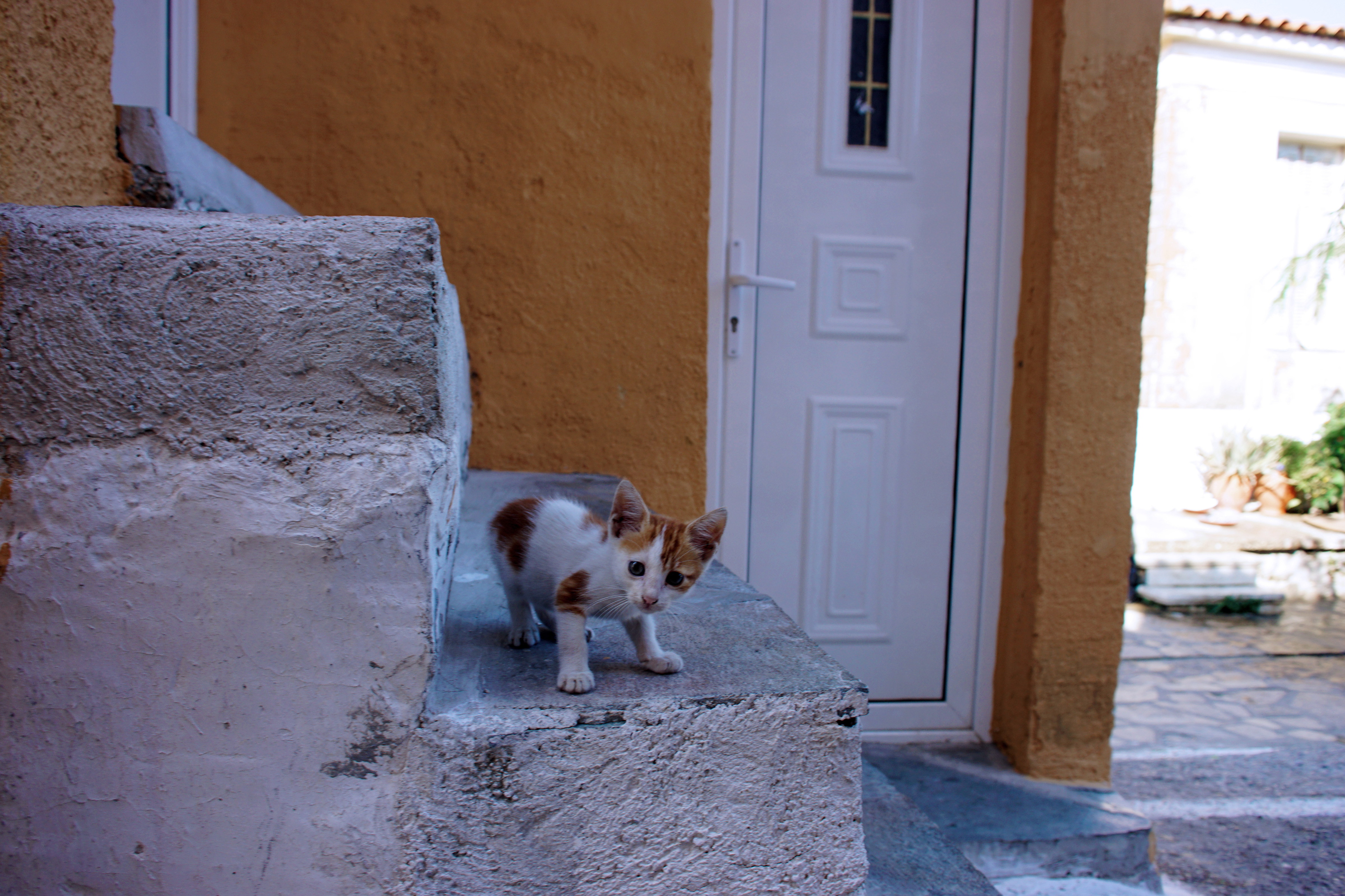 Samos-Greek-Cats46