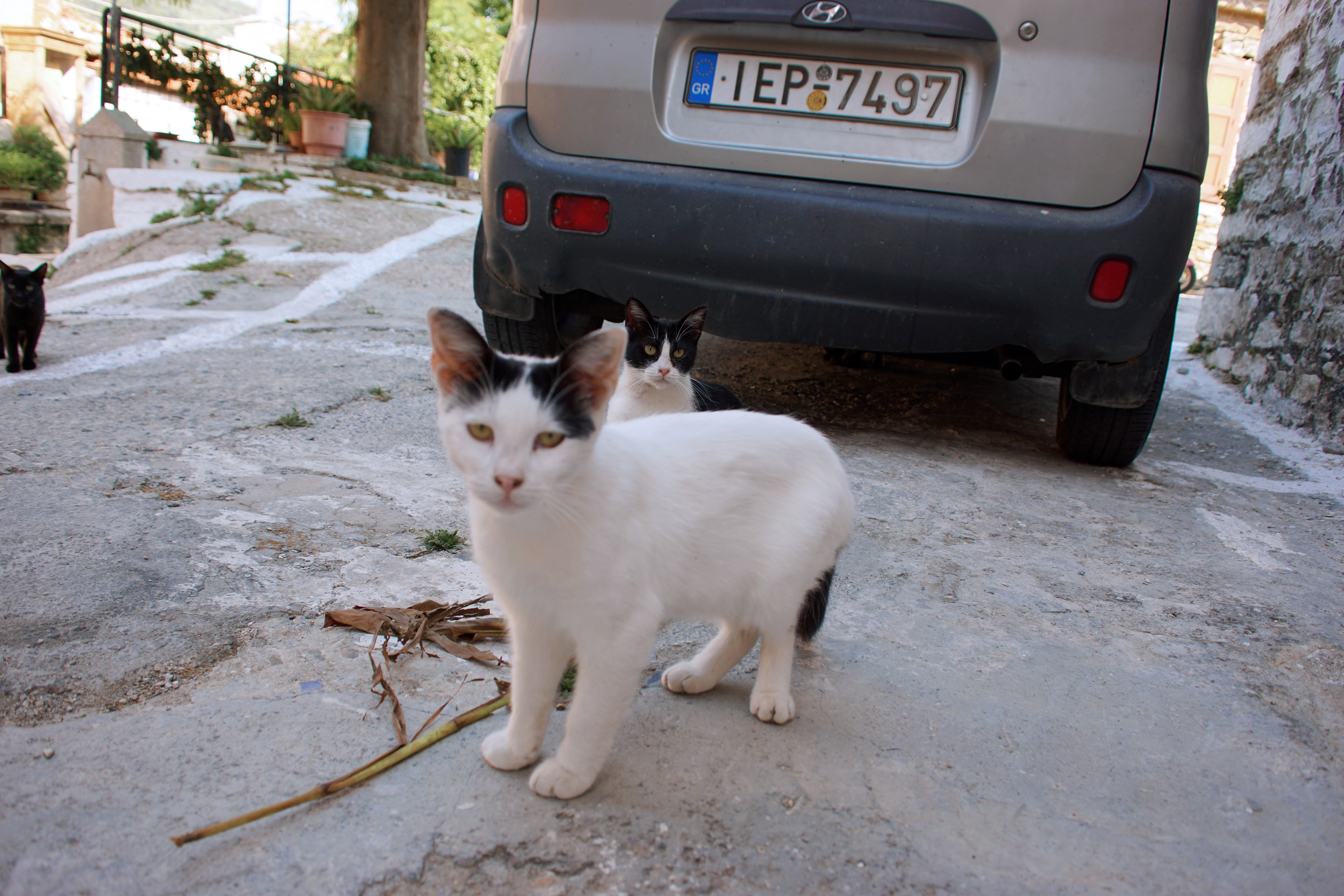 Samos-Greek-Cats47