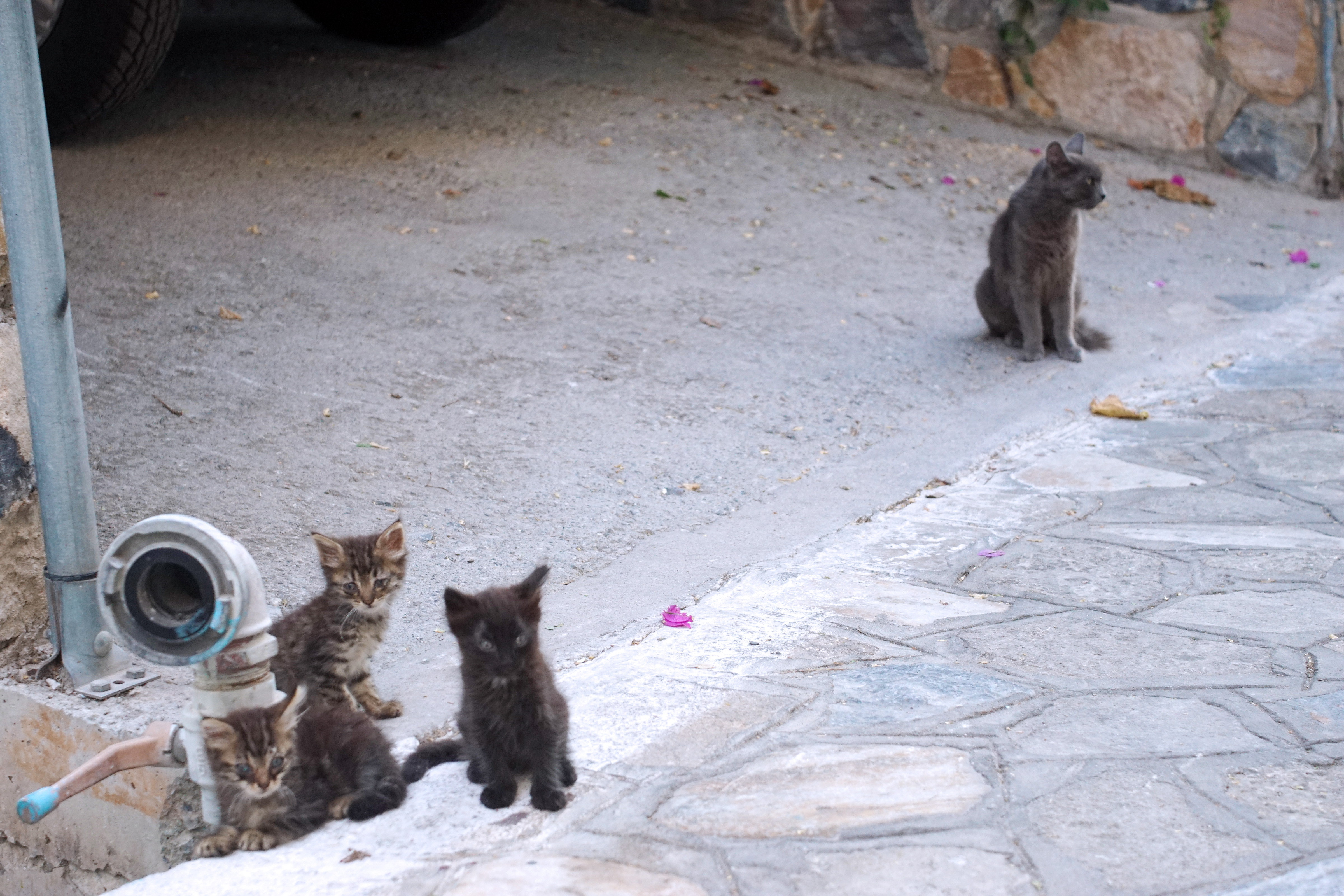 Samos-Greek-Cats57