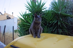 Samos-Greek-Cats01