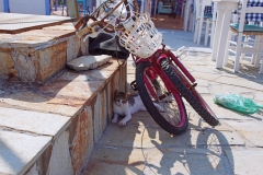 Samos-Greek-Cats02