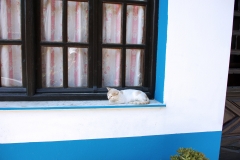 Samos-Greek-Cats06