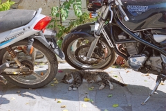 Samos-Greek-Cats08