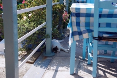 Samos-Greek-Cats13