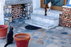 Samos-Greek-Cats17