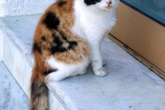 Samos-Greek-Cats18