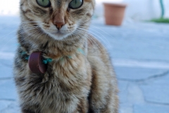 Samos-Greek-Cats19