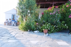 Samos-Greek-Cats20
