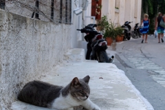 Samos-Greek-Cats22