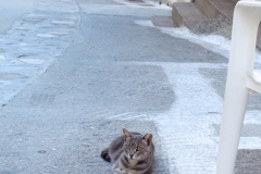 Samos-Greek-Cats24