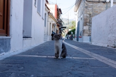 Samos-Greek-Cats34