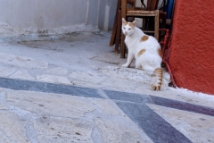 Samos-Greek-Cats35