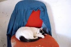 Samos-Greek-Cats39