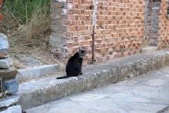 Samos-Greek-Cats40