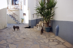 Samos-Greek-Cats43