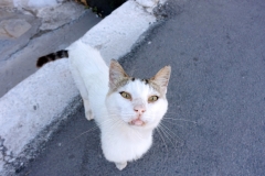 Samos-Greek-Cats50