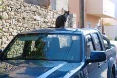 Samos-Greek-Cats51