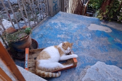 Samos-Greek-Cats52