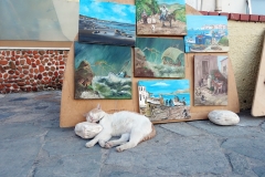 Samos-Greek-Cats53