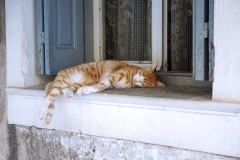 Samos-Greek-Cats54