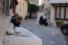 Samos-Greek-Cats55