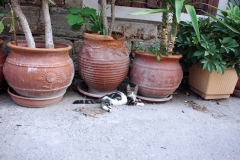 Samos-Greek-Cats56