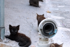 Samos-Greek-Cats58