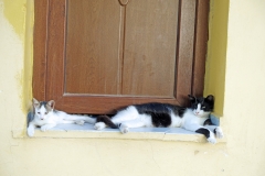 Samos-Greek-Cats66