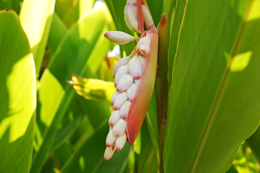 Alpinia, part of the ginger family.